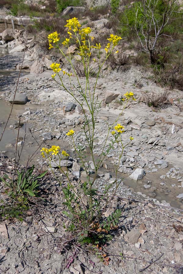 Erucastrum nasturtiifolium vs. Coincya monensis ssp. cheiranthos